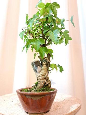 Bonsaï Érable de Bürger (Acer buergerianum) - Hauteur