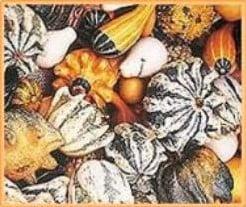 Kronenmix Gestreept Kalebas 1000 zaden, Hobby & Loisirs créatifs, Bricolage