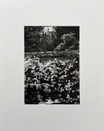 Edouard Boubat (1923-1999) - Clématite, Ile-de-France, 1993