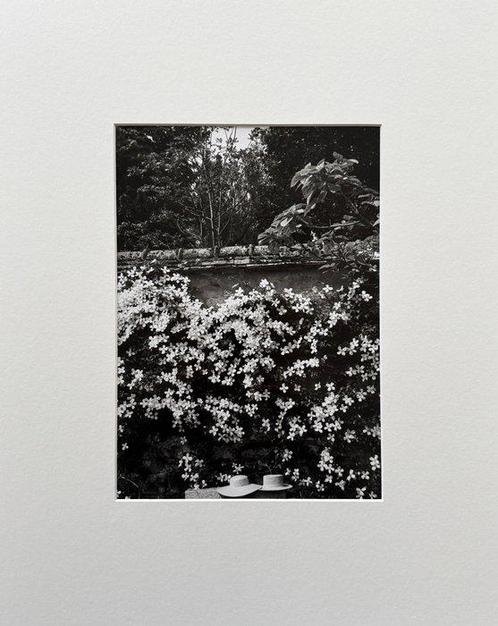 Edouard Boubat (1923-1999) - Clématite, Ile-de-France, 1993, Antiek en Kunst, Kunst | Schilderijen | Modern