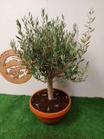 Olijf bonsai (Olea europaea) - Hoogte (boom): 78 cm - Diepte