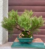 Bonsaï Genévrier (Juniperus) - Hauteur (arbre) : 23 cm -