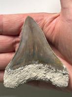 Megalodonten tand 8,7 cm - Fossiele tand - Carcharocles, Verzamelen