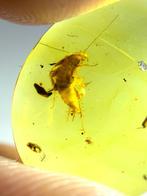 Barnsteen (Zonder minimumprijs)