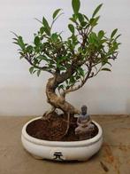 ficus ginseng - Hauteur (arbre) : 32 cm - Profondeur (arbre)