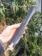 Wolharige mammoet - Fossiel wervelbot - Mammuthus, Verzamelen, Mineralen en Fossielen