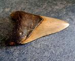 Megalodon - Fossiele tand - 9.8 cm - 6.5 cm