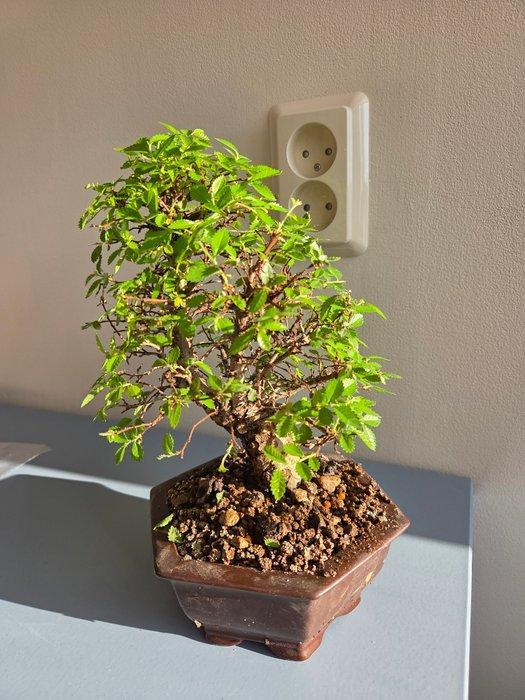 Chinese iep bonsai (Ulmus parviflora) - Hoogte (boom): 24 cm, Antiquités & Art, Curiosités & Brocante