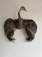 Nandoe Taxidermie volledige montage - Rhea americana - non, Verzamelen, Dierenverzamelingen, Nieuw