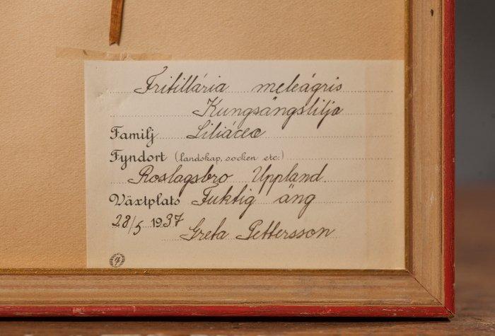 Not applicable - 1 Card, Verzamelen, Dierenverzamelingen