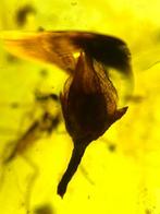 Amber - Barnsteen - bud, Burmese Amber, Insect Amber,DL12, Verzamelen, Mineralen en Fossielen