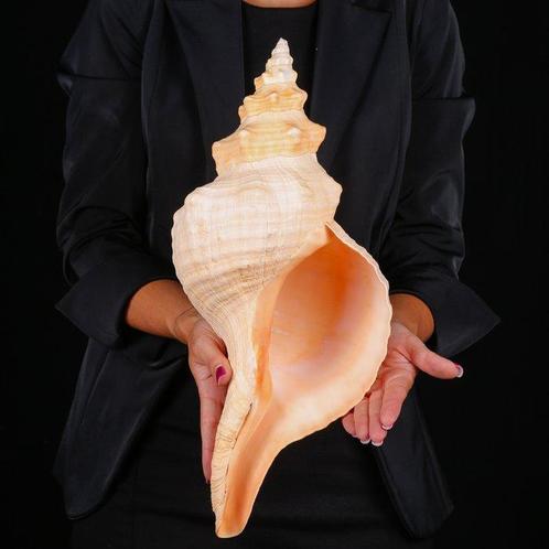 Zeldzame zeeschelp uit Mexico - Florida Horse Conch -, Verzamelen, Dierenverzamelingen