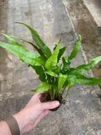 Microsorum Pteropus (Aquariumplanten, Aquarium producten), Animaux & Accessoires, Verzenden, Plant(en), Steen of Hout