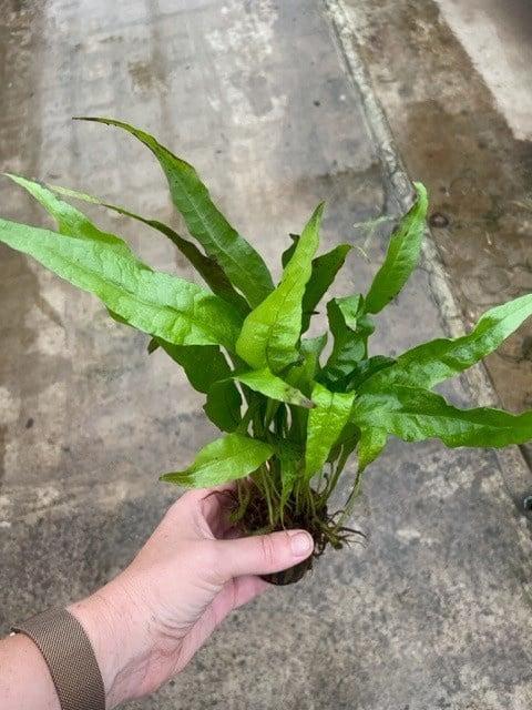 Microsorum Pteropus (Aquariumplanten, Aquarium producten), Dieren en Toebehoren, Vissen | Aquaria en Toebehoren, Plant(en), Steen of Hout