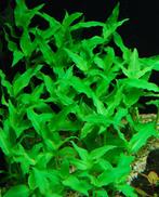 Floscopa scandens - In Vitro, Verzenden