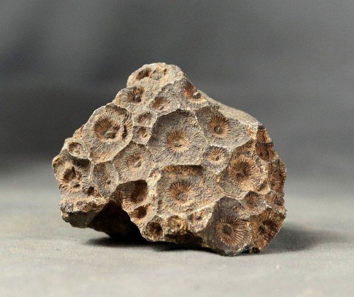 Uitstekende fossiele koraal - Gefossiliseerd dier -, Verzamelen, Mineralen en Fossielen