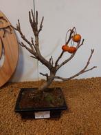 Malus domestica - Hoogte (boom): 26 cm - Diepte (boom): 25