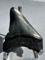 Megalodon - Fossiele tand - Carcharocles megalodon - 6.5 cm, Verzamelen