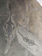Un couple amoureux - Animal fossilisé - Keichousaurus - 40