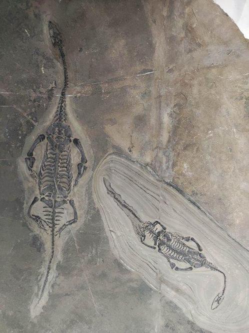 Un couple amoureux - Animal fossilisé - Keichousaurus - 40, Verzamelen, Mineralen en Fossielen