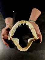 blauwe haai kaak Taxidermie volledige montage - Prionace