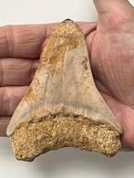 Megalodon tand 9,7 cm - Fossiele tand - Carcharocles