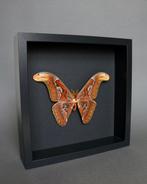 Vlinder Taxidermie volledige montage - Attacus atlas - 25 cm, Verzamelen, Nieuw