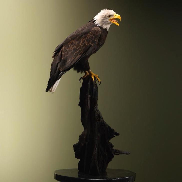 Amerikaanse Zeearend Taxidermie Opgezette Dieren By Max, Verzamelen, Dierenverzamelingen, Opgezet dier, Nieuw, Vogel, Ophalen of Verzenden