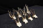 Roebuck Schedel - Capreolus capreolus - 0 cm - 0 cm - 0 cm-, Nieuw