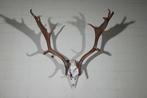 Fallow Buck Trophy Schedel - Dama dama - 55 cm - 70 cm - 75, Nieuw