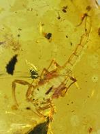 Ambre - Ambre - Scorpion - 16.7 mm - 14.3 mm