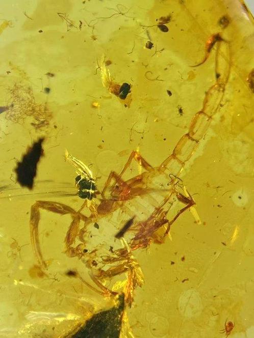 Ambre - Ambre - Scorpion - 16.7 mm - 14.3 mm, Verzamelen, Mineralen en Fossielen