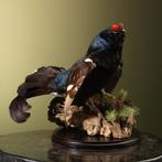 Korhoen Taxidermie Opgezette Dieren By Max, Ophalen of Verzenden, Nieuw, Vogel, Opgezet dier