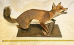 Renard roux Support de corps entier pour taxidermie - Vulpes, Antiek en Kunst