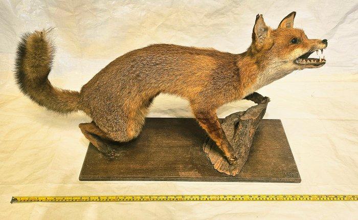 Renard roux Support de corps entier pour taxidermie - Vulpes, Antiek en Kunst, Curiosa en Brocante