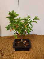 Bonsaï Azalée (Rhododendron) - Hauteur (arbre) : 23 cm -