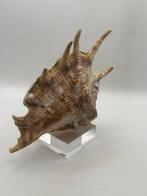 Gastropode Zeeschelp - Lambis lambis (Zonder minimumprijs)