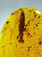 Barnsteen - Mantis in amber - 35 mm - 22 mm