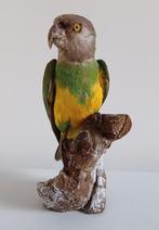 Papegaai van Senegal Taxidermie volledige montage -, Nieuw