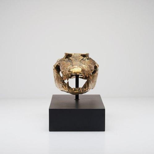 sculptuur, Saltwater Crocodile Skull fashioned in bronze, on, Antiek en Kunst, Kunst | Designobjecten