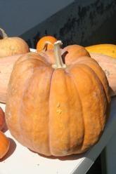 Oskar pompoen 50 zaden, Hobby en Vrije tijd, Knutselen, Nieuw