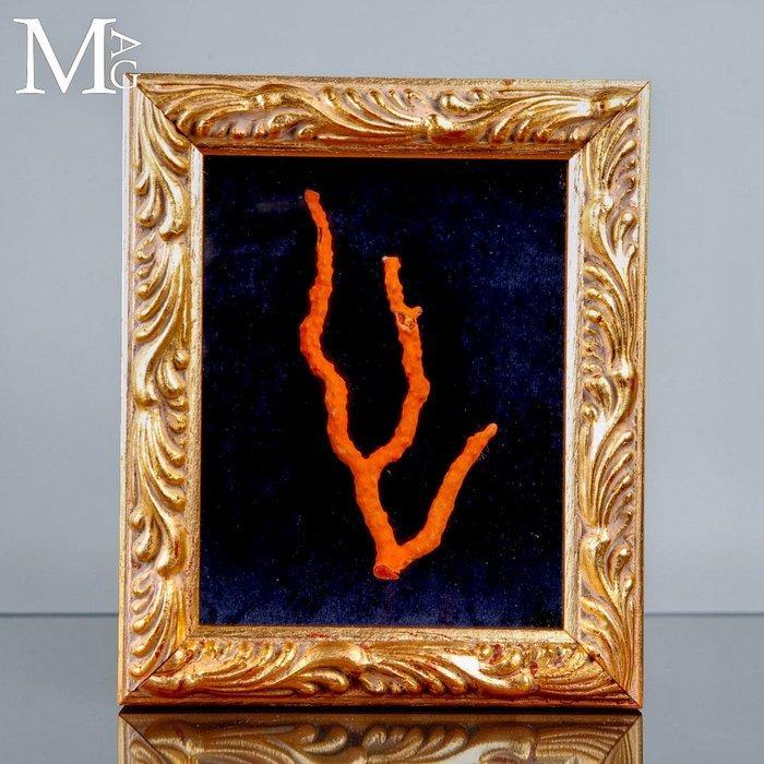 Kostbare rode koraal tak - Oorspronkelijk Sardijns koraal -, Collections, Collections Animaux