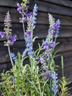 Decoratief ornament (2) - Europa - Lavendel met pot