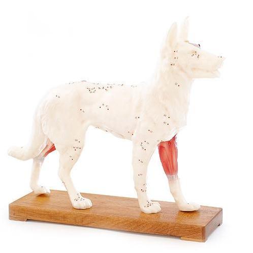 Hond accupuntuur model ST-ATM124, Diversen, Verpleegmiddelen, Verzenden