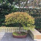 Japanese maple bonsai (Acer palmatum) - Hoogte (boom): 60 cm