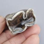 Wolharige neushoorn - Fossiele kies - Coelodonta, Verzamelen