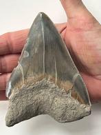 Megalodon tand 12,0 cm - Fossiele tand - Carcharocles