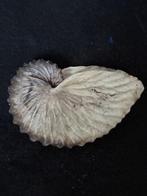 Nautile Coquillage marin - S-149 ARGONAUTA HIANS (Sans prix, Nieuw