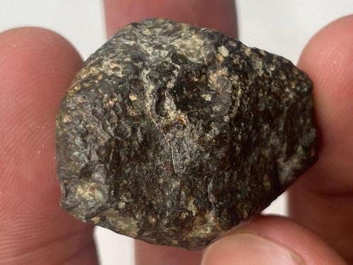 Chondrite NWA 869 - 32.1 g - (1), Verzamelen, Mineralen en Fossielen