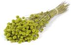 Phalaris Groen droogbloemen, Huis en Inrichting, Nieuw